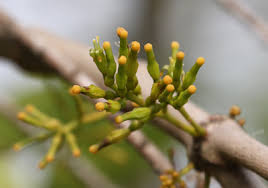 Image result for Loranthaceae