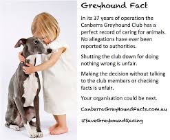 Résultat de recherche d'images pour "greyhound"