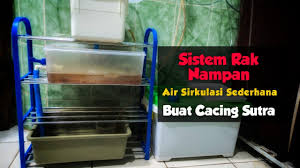 Usaha budidaya cacing sutra dengan nampan ini sangat menjanjikan. Hobi Sistem Rak Nampan Air Sirkulasi Sederhana Buat Cacing Sutra Youtube
