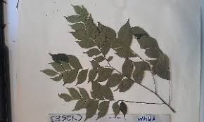 Image result for Dicranolepis