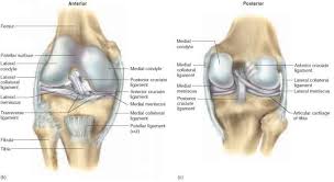 We did not find results for: The Knee Joint Physiology Americorps Health