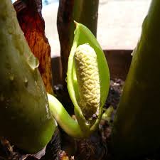 Propagate your zz plant by stem cutting or leaf cutting with our tips and photo guide of the whole process. Zz Plant Propagation Made Easy Division Cuttings Seeds With Video