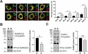 Image result for Hypoxis sp. A (as per FZ 12-3)
