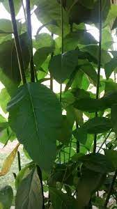 Pohon Daun Afrika Berkhasiat Mengencerkan Darah Sehingga Membantu Menurunkan Tekanan Darah Tinggi Kolesterol Dan Gula Darah Plant Leaves Plants Leaves
