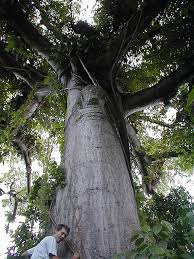 The fruits of ceiba are up to 20 cm long and feature a large ellipsoid capsule. Silk Cotton Tree Caribbean Archaeology Program