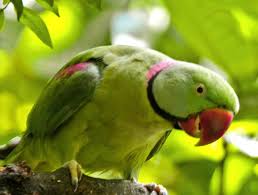 The Parakeets Of India | Nature Infocus