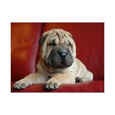 Baby Shar Pei