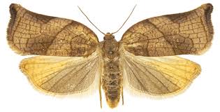 Image result for Archips podanus