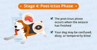 How Long Do Dog Seizures Last Canna Pet