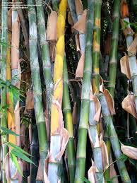 Image result for Pilea bambuseti