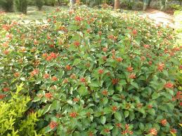 Image result for Pentas micrantha