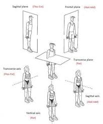 E50d1fc8cd05e3219d1f19f36cebb242 Jpg 320 385 Physical Therapy Student Human Anatomy And Physiology Medical Studies