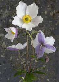 Elizabeth Macgregor Nursery Wild Swan Anemone Dry Shade Plants Flower Garden
