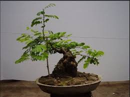 Semua kategori tak berkategori taman bonsai bonsai asem bonsai serut bonsai beringin bonsai arabicas klampis ireng bonsai kaliandra bonsai hokiantea bonsai sancang bonsai kawista. Bonsai Asam Yang Mempesona