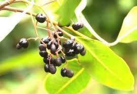 Image result for Lecaniodiscus fraxinifolius