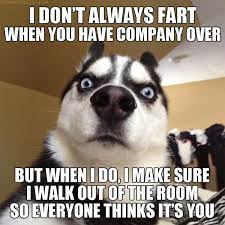 A compilation of cute animal photos with funny captions. The 60 All Time Best Funny Animal Pictures With Captions