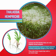 Image result for Thalassia hemprichii
