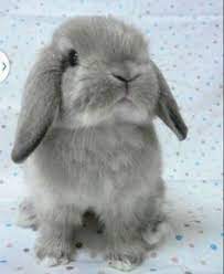 1955 Beste Afbeeldingen Van Fluffy Bunnies In 2019 - Konijn Dieren En Schattig