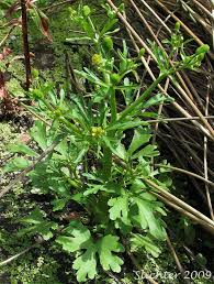 Image result for Ranunculus multifidus