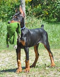 Doberman Pinscher Loyal And Fearless Doberman Puppy Doberman Pinscher Dog Doberman Pinscher