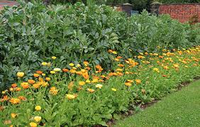Lots of colourful flowers can be added to green salads and they include apple blossom petals, blue chicory (cichorium intybus), chive, blue annual cornflower (centaurea cyanus), evening primrose (oenothera), annual sunflower, fuchsia, pot marigold. Not Just Pretty To Look At Try These 10 Edible Flowers Modern Farmer