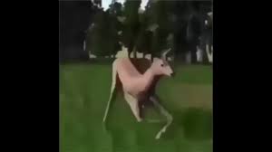 Dancing Deer Meme Youtube