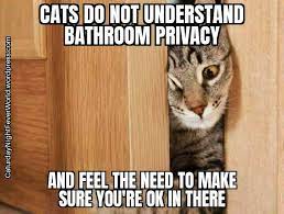 Find the newest saturday night meme meme. Caturday Night Fever Cats Caturday Nights Twitter