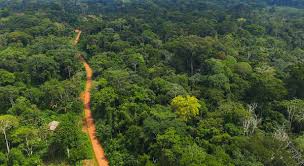 Ghana Institute of Foresters cautions against de-classification of Achimota  Forest - Graphic Online