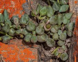Image result for Senecio kayomborum