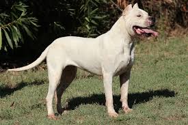 The bully kutta does best being the only dog in their home, since they were once bred for hunting and fighting. Bully Kutta History Temperament Care Training Feeding Pictures