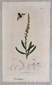 Image result for Resedaceae