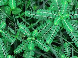 Image result for Phyllanthus nyikae