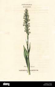 Image result for Satyrium sphaeranthum