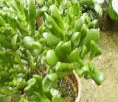Image result for Kleinia longiflora