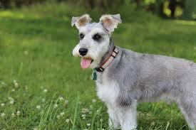 Check spelling or type a new query. Miniature Schnauzer Wikiwand
