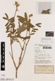 Image result for Tephrosia nana