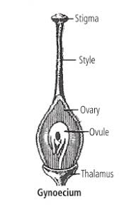 Gynoecium - HourlyBook