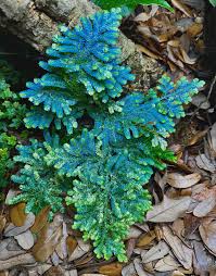 Image result for Selaginella versicolor