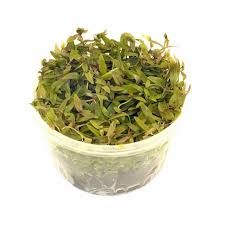 Image result for Nesaea