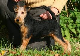 Image result for velšteriér