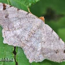 Image result for Dignathia gracilis