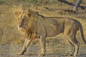 But otherwise shooting it would result with a very upset lion that may or may not die sometime later and probably try to kill you. 15 Roar Some Facts About The Lion That Kids Will Love