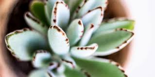 Besides the succulent plant representative species like the jade plant, burro's tail, echeveria elegans, snake plant, and aloe vera, here are over 1,000 types of succulents with pictures for succulent identification, separated by their genera. The 9 Best Types Of Succulents For Your Collection