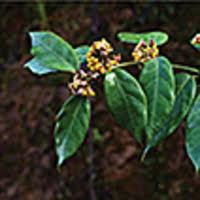 Image result for Marsdenia dregea