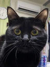 猫 おしゃれまとめの人気アイデア pinterest vanna joy aquino 猫