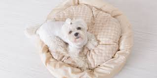 Best calming dog beds for small dogs. 10 Best Dog Beds For Small Dogs Reviews Pros Cons Faq