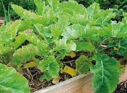 Cultiver Le Chou De Daubenton Potager Cultiver Choux