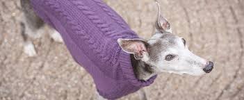 We did not find results for: Knitting For Galgos Redhound For Dogs