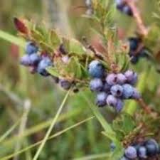 Image result for Vaccinium stanleyi