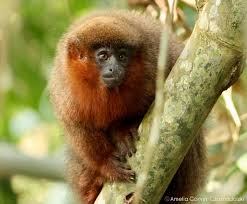 Image result for Pleopeltis  × simiana